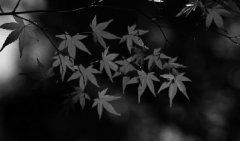 廳ʦ