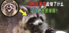 լΪɶ˺᣿